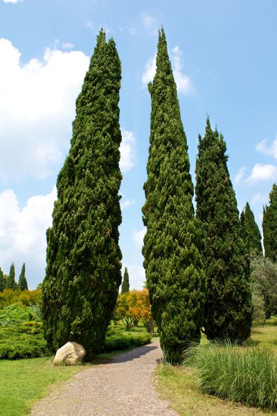 Cost of Cypress Tree Removal in Springfield