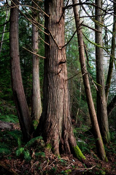 Cost of Cedar Tree Removal in Springfield