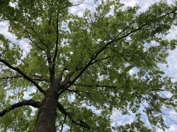 Cost of Oak Tree Removal in Springfield