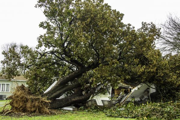 Cost of Fallen Tree Removal in Springfield
