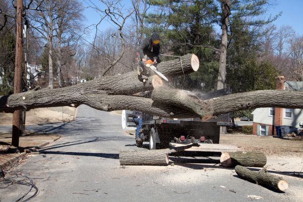 Cost of Residential Tree Removal in Springfield
