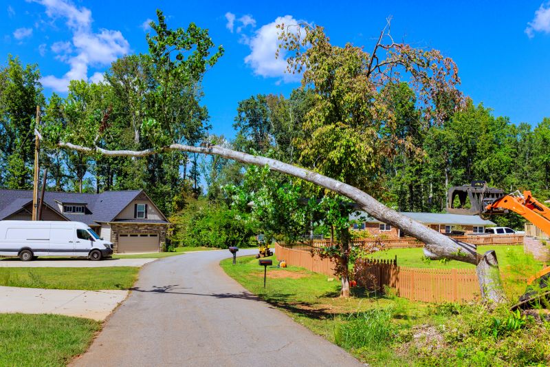 Apple Tree Removal