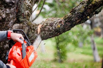 Tree Cutting Equipment