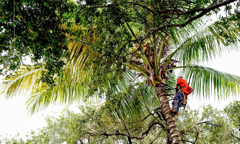 Palm Trees Removal