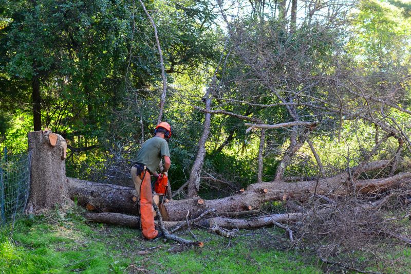 Spruce Tree Removal