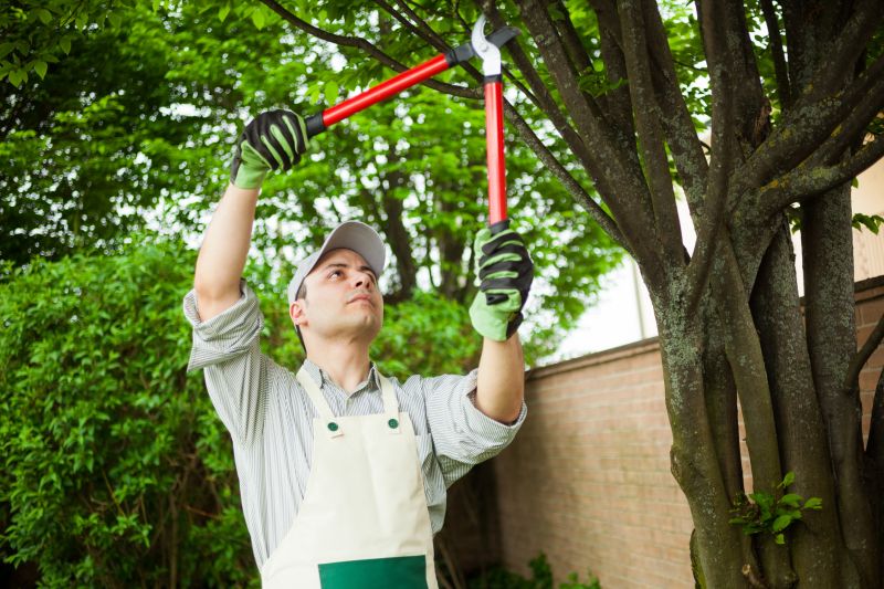Spruce Tree Removal