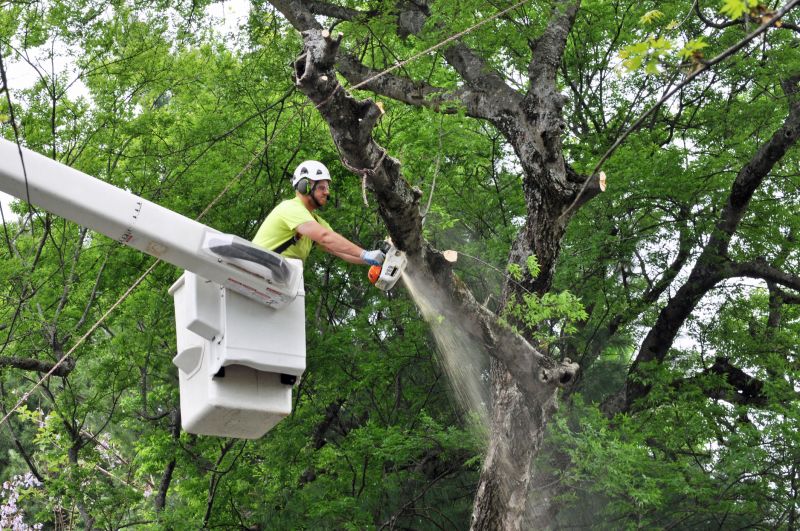 Spruce Tree Removal