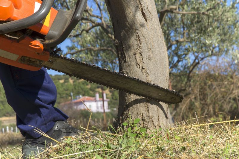 Finished Tree Removal