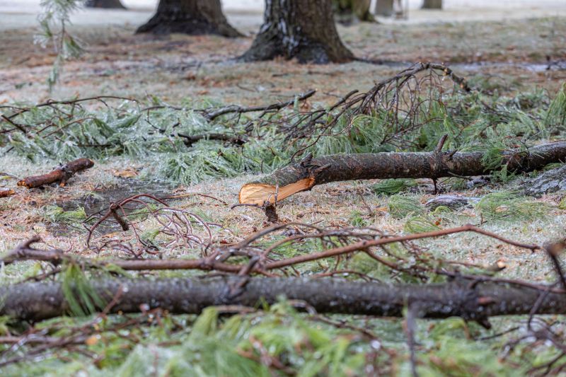Tree Removal in Winter