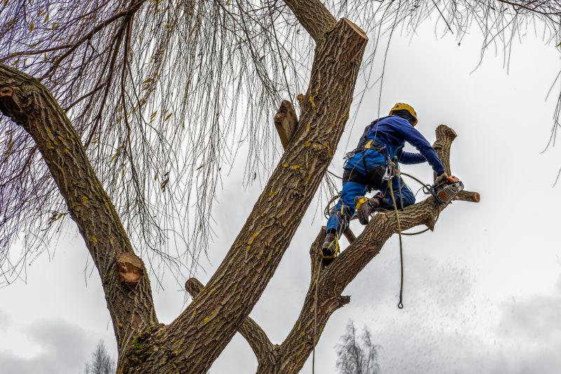 Spring Tree Cutting