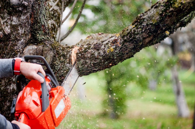 Autumn Tree Removal