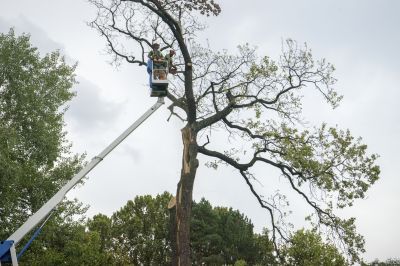 Tree Service Crew