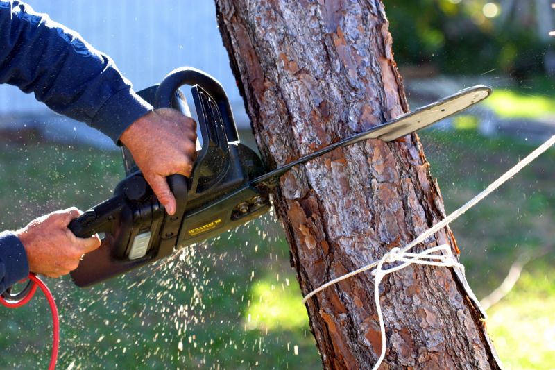 Tree Care Consultation